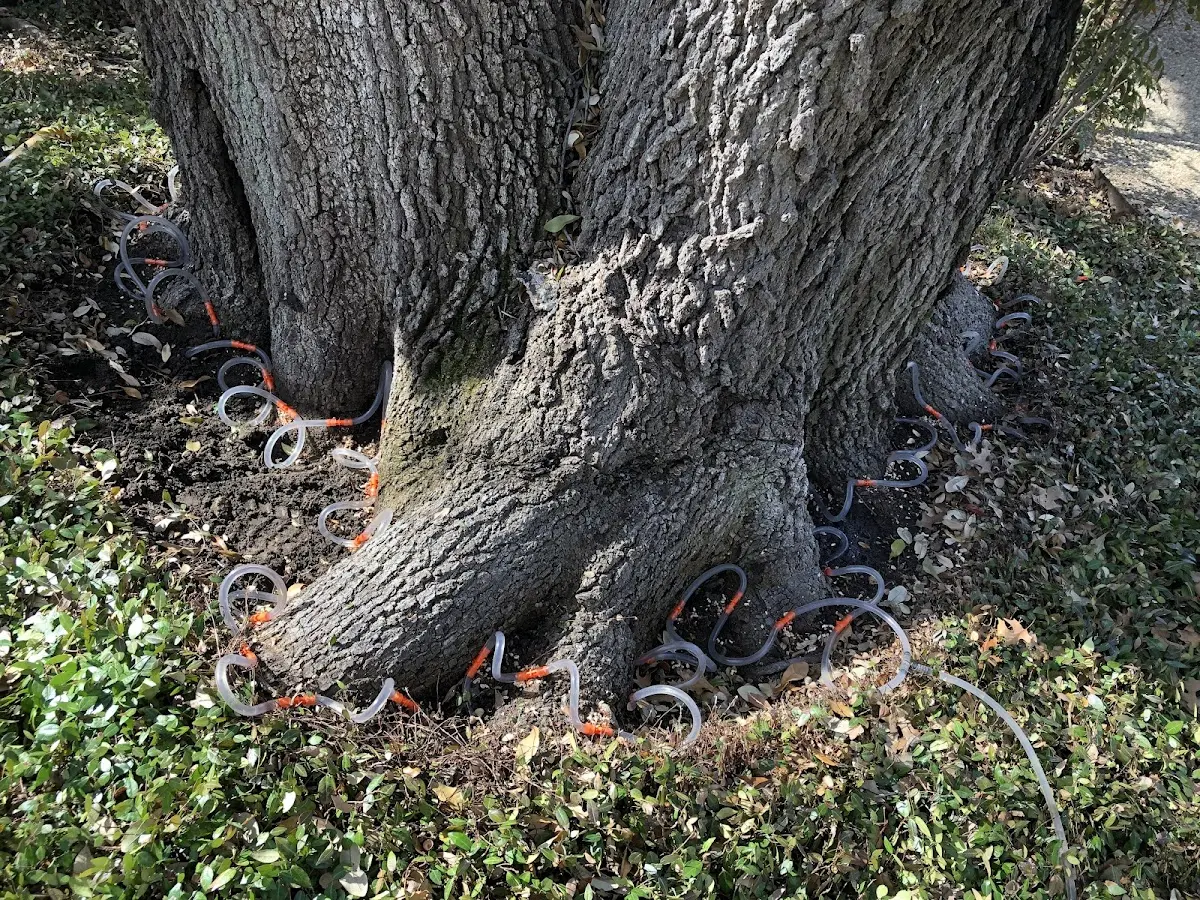 Detailed Tree Cabling and Bracing job site in Schaghticoke