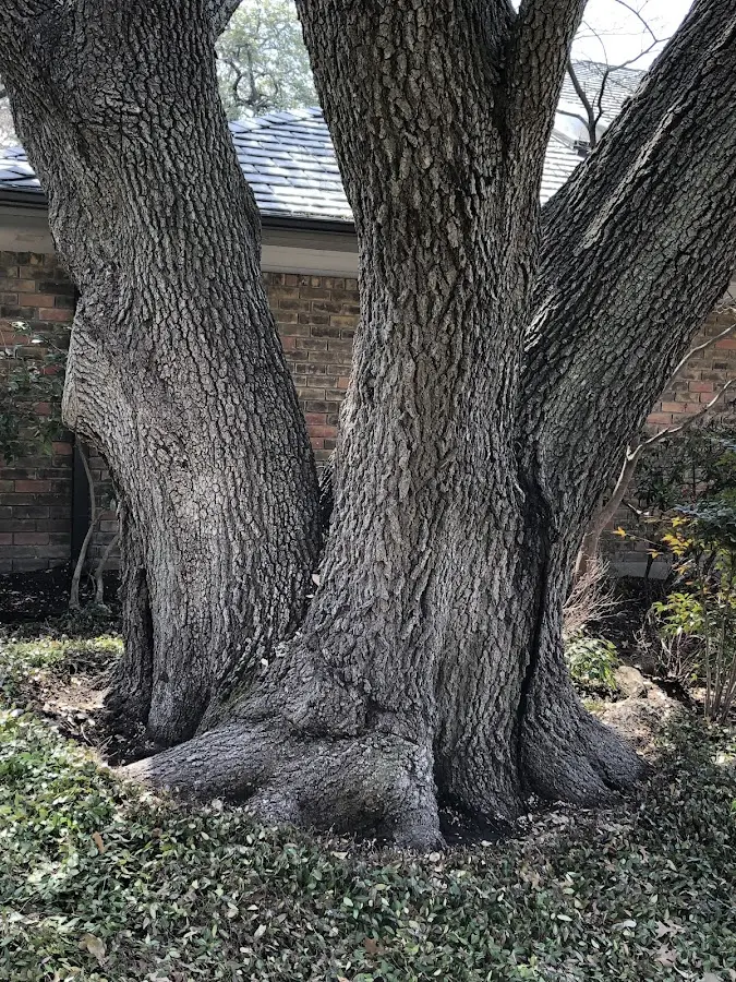 Mature heritage tree close to a Schaghticoke property cared for by certified arborists